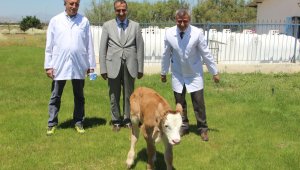 Montofon cinsi inek embriyo transferiyle simental cinsi buzağı doğurdu