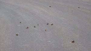 Muşlu çiftçilerin çekirge endişesi