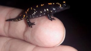 O ilde Türk semenderi görüldü