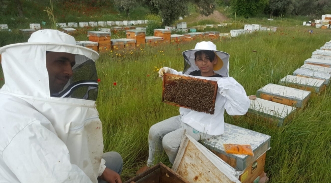 Türkiye'de arılar nüfus planlamasına gitti