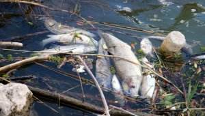 Türkiye'nin en uzun nehrinde toplu balık ölümleri