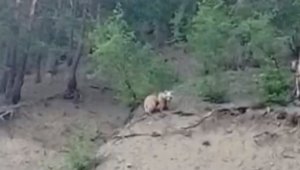 Uzundere'de boz ayı 2 yavrusuyla birlikte ilçeye indi