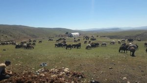 Yaylada kırkım dönemi