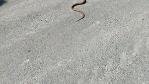 Yılan değil, kertenkele