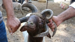 5 boynuzlu kurbanlık koç alıcısını bekliyor