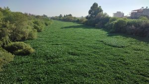 Asi Nehri'nin Sümbülleri