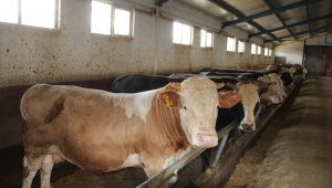 Hayvan pazarının gözdesi tonluk boğalar