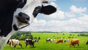 Hayvancılık işletmelerine yönelik yüzde 50 hibe desteği