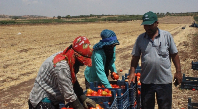 Kurban Bayramı öncesi domates üreticisi talebe yetişemiyor