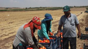 Kurban Bayramı öncesi domates üreticisi talebe yetişemiyor