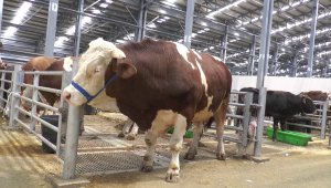 Kurban pazarında son gün yoğunluğu