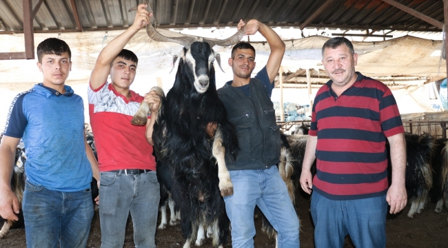 Kurban pazarında uzun boynuzlu keçilere ilgi büyük