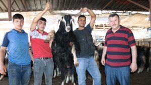 Kurban pazarında uzun boynuzlu keçilere ilgi büyük