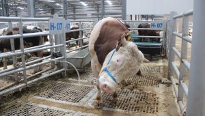 Kurban pazarlarında pazarlıkta el sıkışma geri döndü