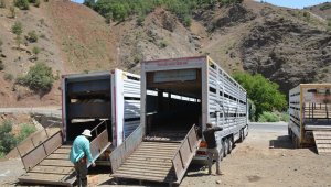 Kurbanlıklar yayladan indirildi bayram hazırlıkları başladı