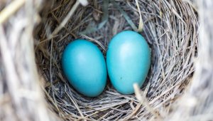 "Mavi yumurtanın içinden sağlık iksiri çıktı"