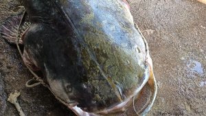 Oltayla 70 kiloluk yayın balığı yakaladı