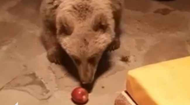 Sarıkamış'ta boz ayı, cama vurarak yiyecek istedi