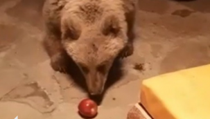 Sarıkamış'ta boz ayı, cama vurarak yiyecek istedi