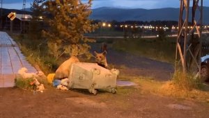 Sarıkamış'ta boz ayılar ilçe merkezine indi
