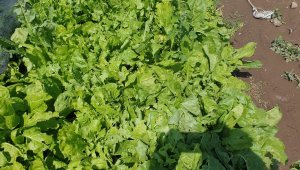 Sel ve dolu seralarda zarara neden oldu