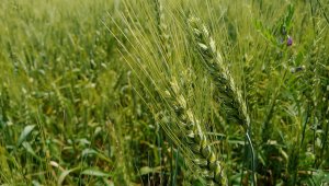 Tarıma 1,6 milyon TL destek