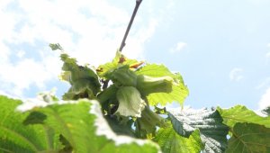 Türkiye'de 16 ilde 720 bin hektar alanda yaklaşık 500 bin çiftçi fındık üretimi yapıyor