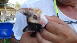 Türkiye'nin ilk çift yüzlü kedisi gönülleri fethetti