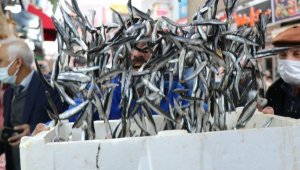 Bu sene palamut yerine hamsinin senesi olacak