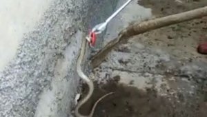 Eve giren yılanı ekipler çıkardı