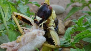 Gercüş'te et yiyen dev çekirge...