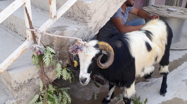Kurban Bayramı'nda kaçan keçi 20 gün sonra bulundu