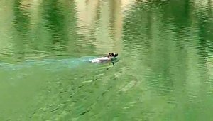 Sıcaktan bunalan ayı kendini baraj göletine attı