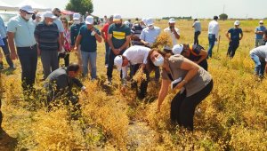 "Tarla Günü" etkinliği düzenlendi