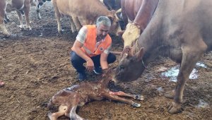 Yangından kurtarılan gebe inek sağlıklı şekilde doğum yaptı