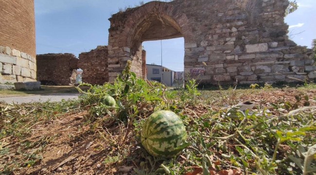 2 bin yıllık surların içinden çıktı, kimse koparmaya kıyamadı