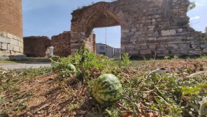 2 bin yıllık surların içinden çıktı, kimse koparmaya kıyamadı