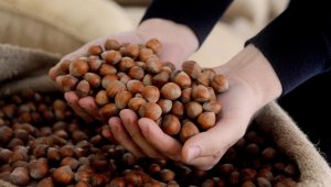 AB ülkelerine 443 ton 790 kilo fındık ihraç edildi