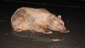 Ayıya araba çarptı, yaralı hayvan müdahale edilirken kaçtı
