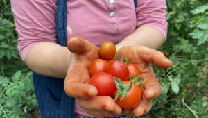 Domates fiyat endeksi geçen yılın Ağustos ayına göre yüzde 75.93 arttı