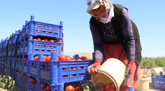 Domateste yüksek verim tezgahtaki fiyatı düşürmedi