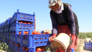 Domateste yüksek verim tezgahtaki fiyatı düşürmedi