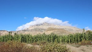 Erzurum'da mısır hasadı