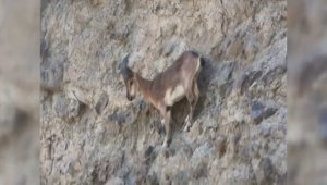 Erzurum'da zorlu dağları tırmanan yaban keçileri nefes kesti