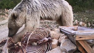 Erzurum'un yaban hayatını ormana kurduğu fotokapanla görüntüledi