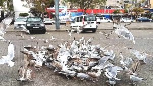 Hamsinin fiyatı 40 liraya dayandı