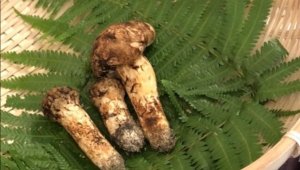 Japonya'da 3 adet mantar 65 bin liraya satıldı