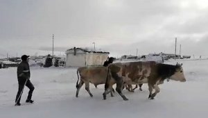 Kar etkili oldu: Yaylacıların dönüş hazırlıkları erken başladı