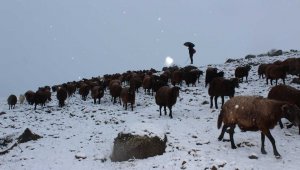 Koyun sürüsü kar, tipiye yakalandı