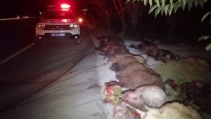 Oltu'da koyun faciası...